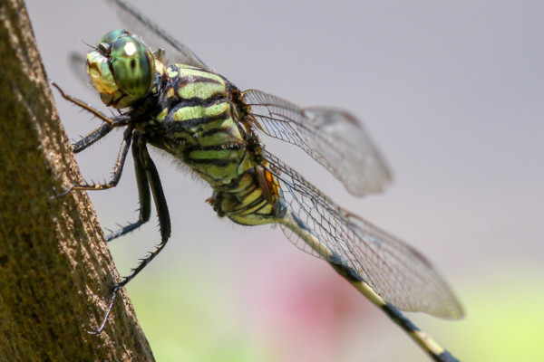 http://roadwarrior.productions/wp-content/uploads/2018/09/macro-dragonfly-600x400.jpg